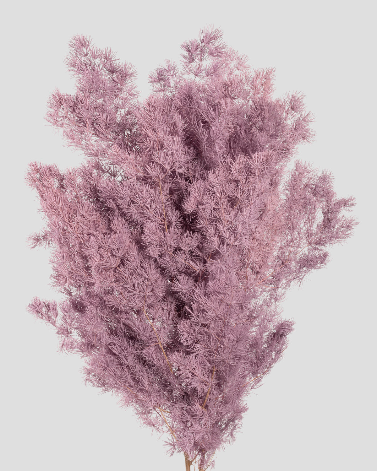 Ming Fern | Mauve