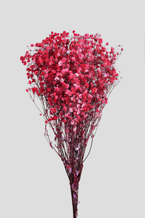 Gypsophila | Red