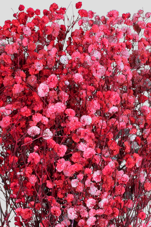 Gypsophila | Red