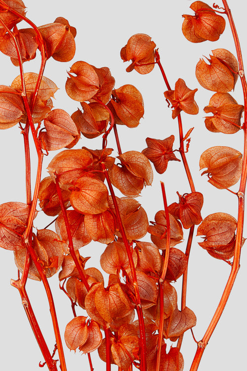 Physalis | Orange