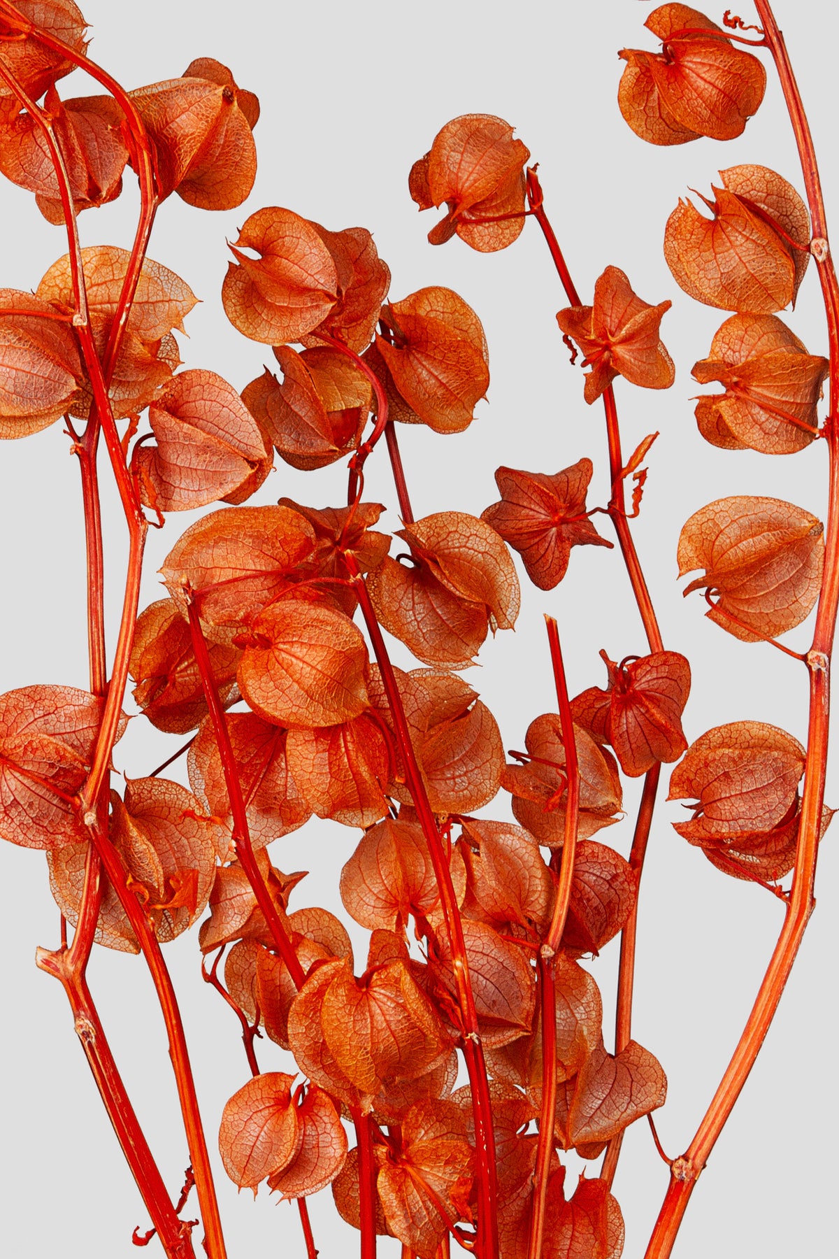 Physalis | Orange