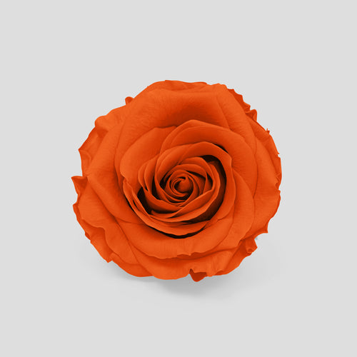 Rosa Valencia | Collection Box da 10