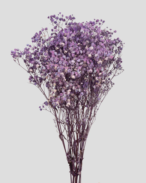 Gypsophila