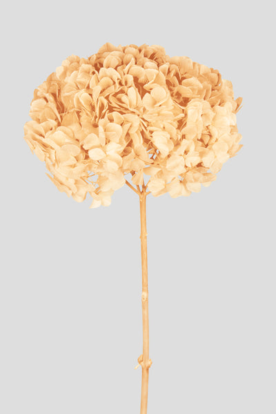 Ortensia Big Leaf | Champagne