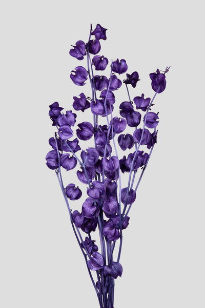 Physalis | Purple