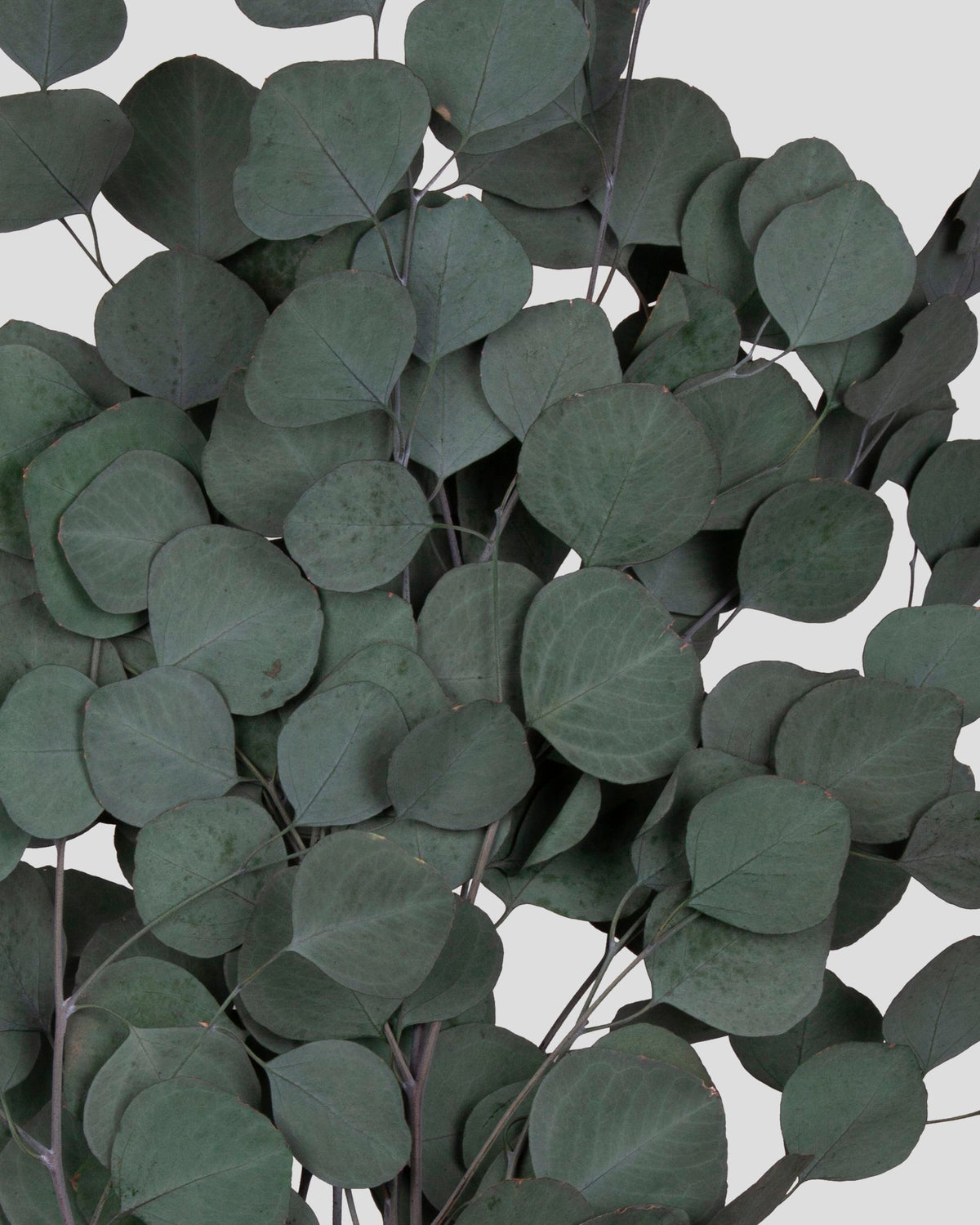 Baby Blue Eucalyptus