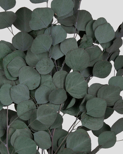 Eucalipto Populus | Green
