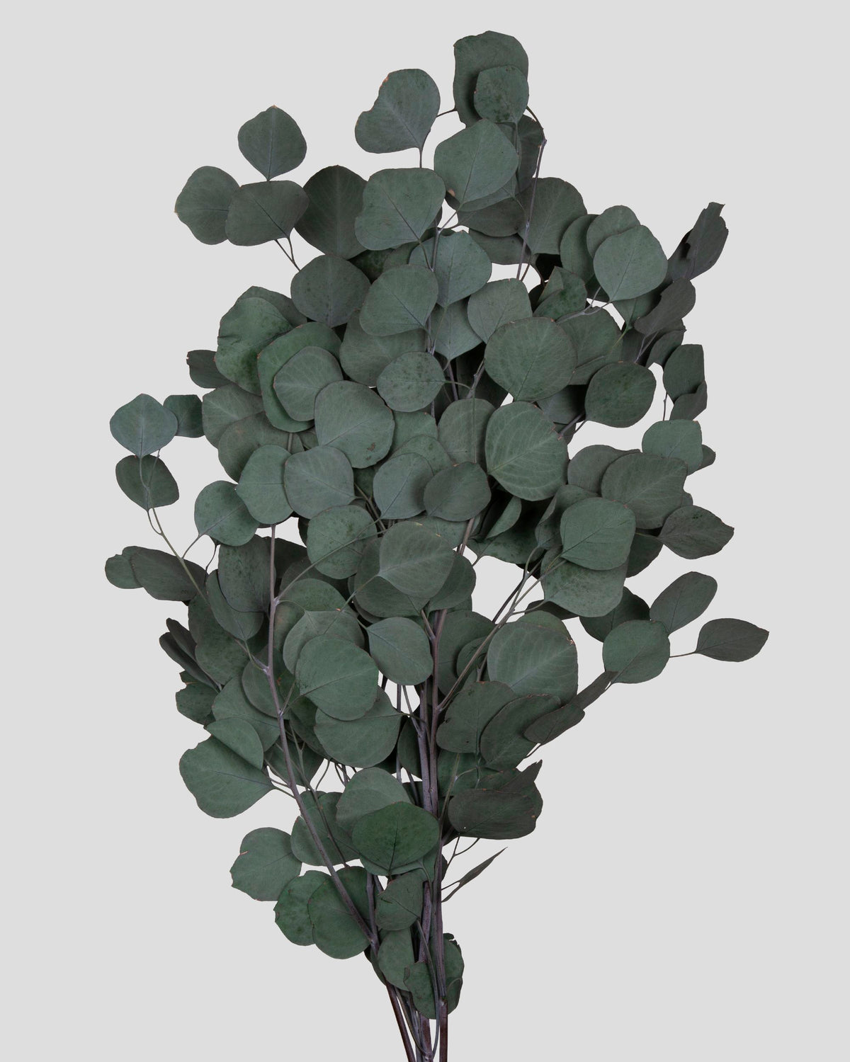 Baby Blue Eucalyptus