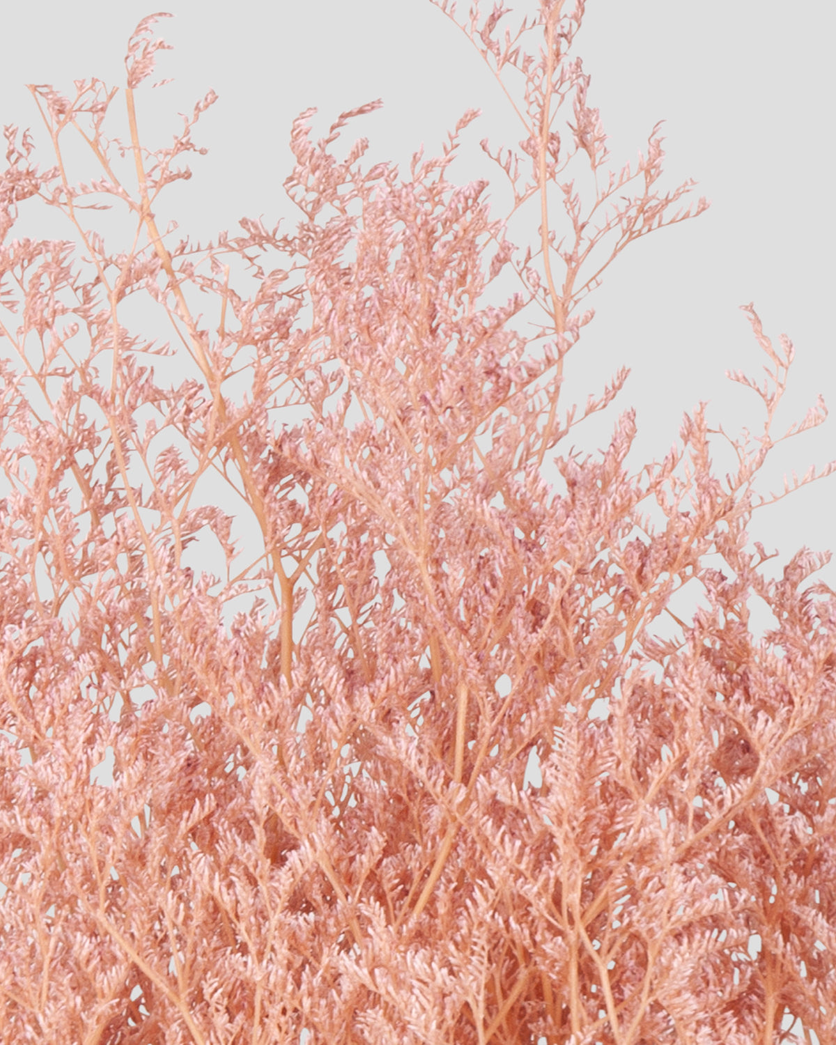 Limonium |  Silky Pink