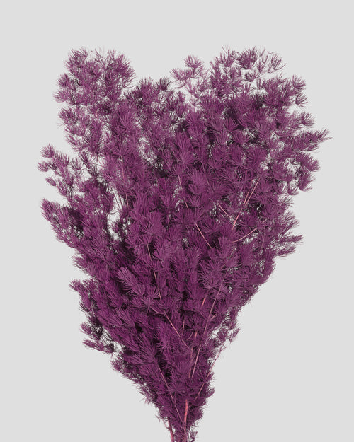 Ming Fern | Grape