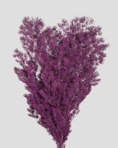 Ming Fern | Grape