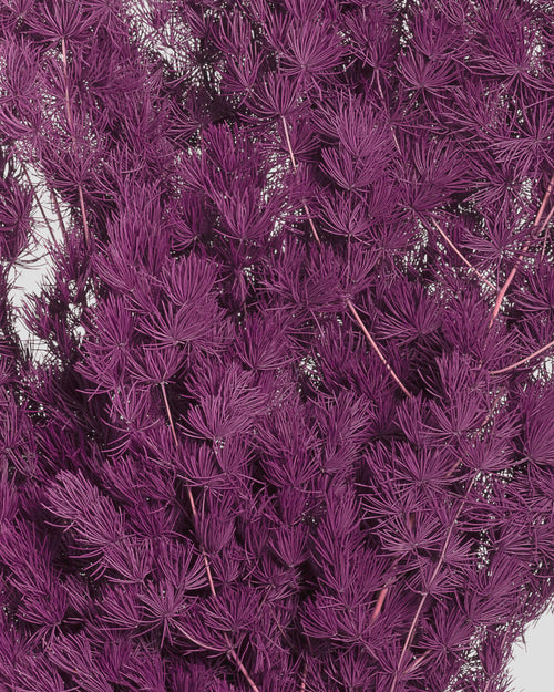 Ming Fern | Grape