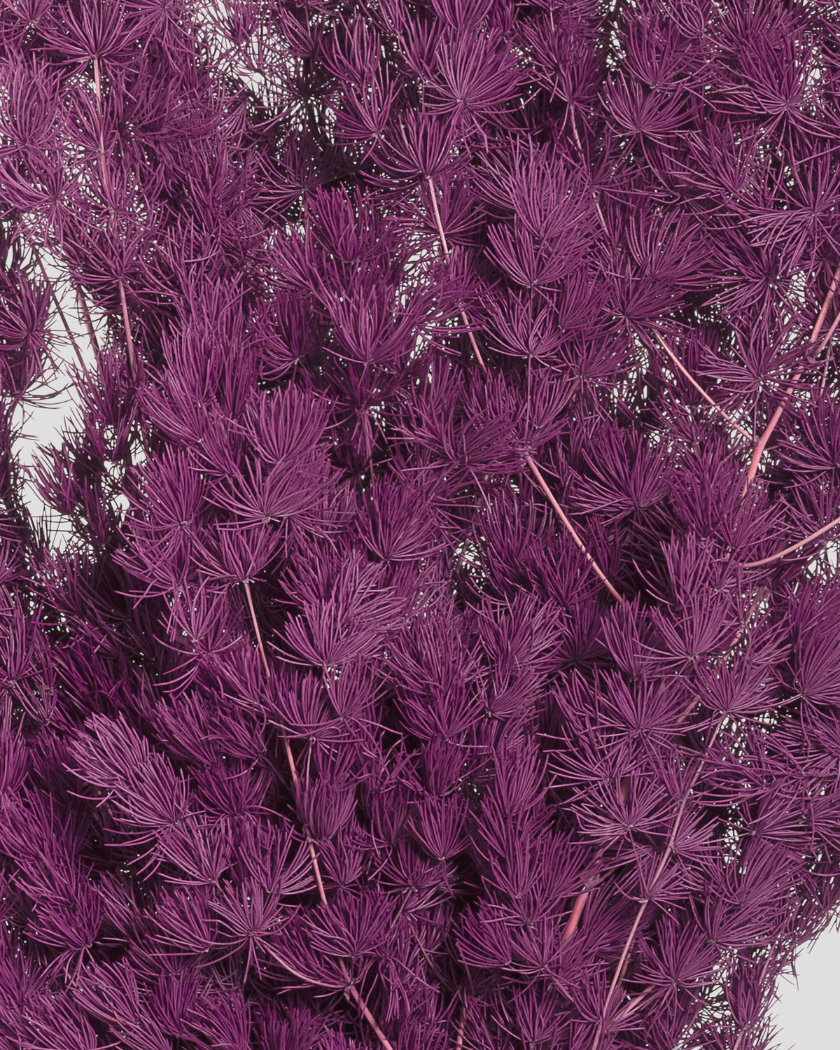 Ming Fern | Grape