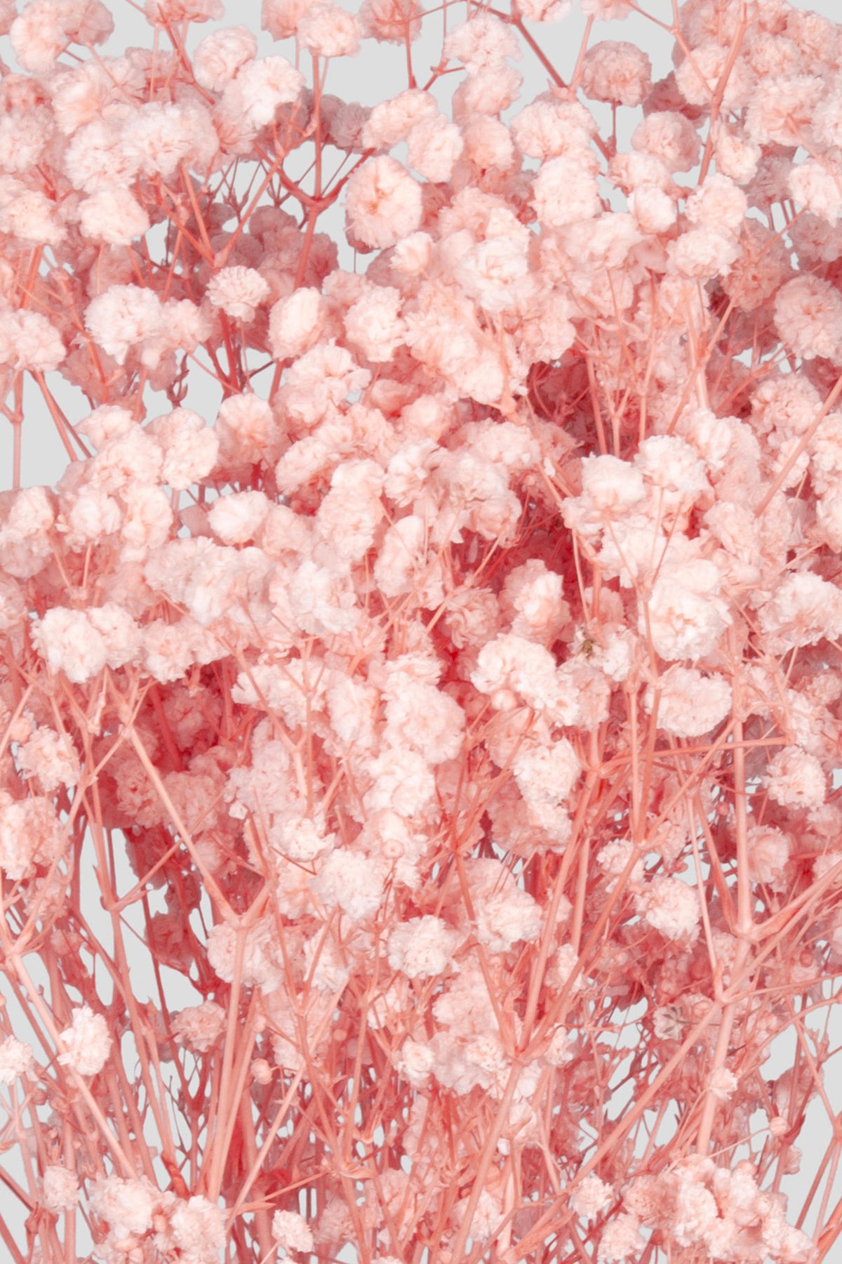 Gypsophila | Light Pink