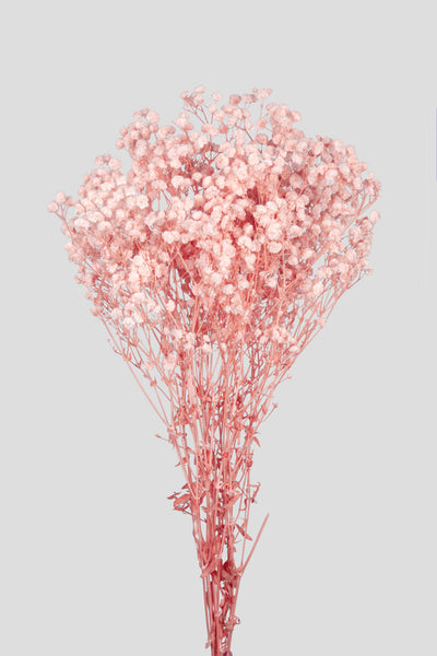 Gypsophila | Light Pink