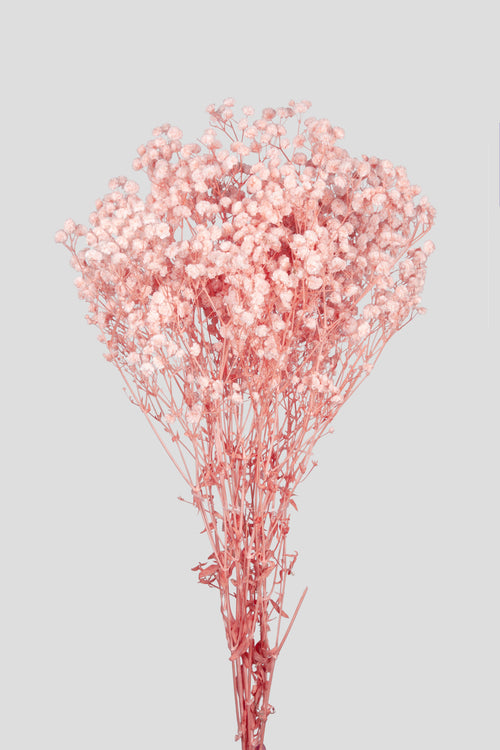 Gypsophila | Pastel Pink
