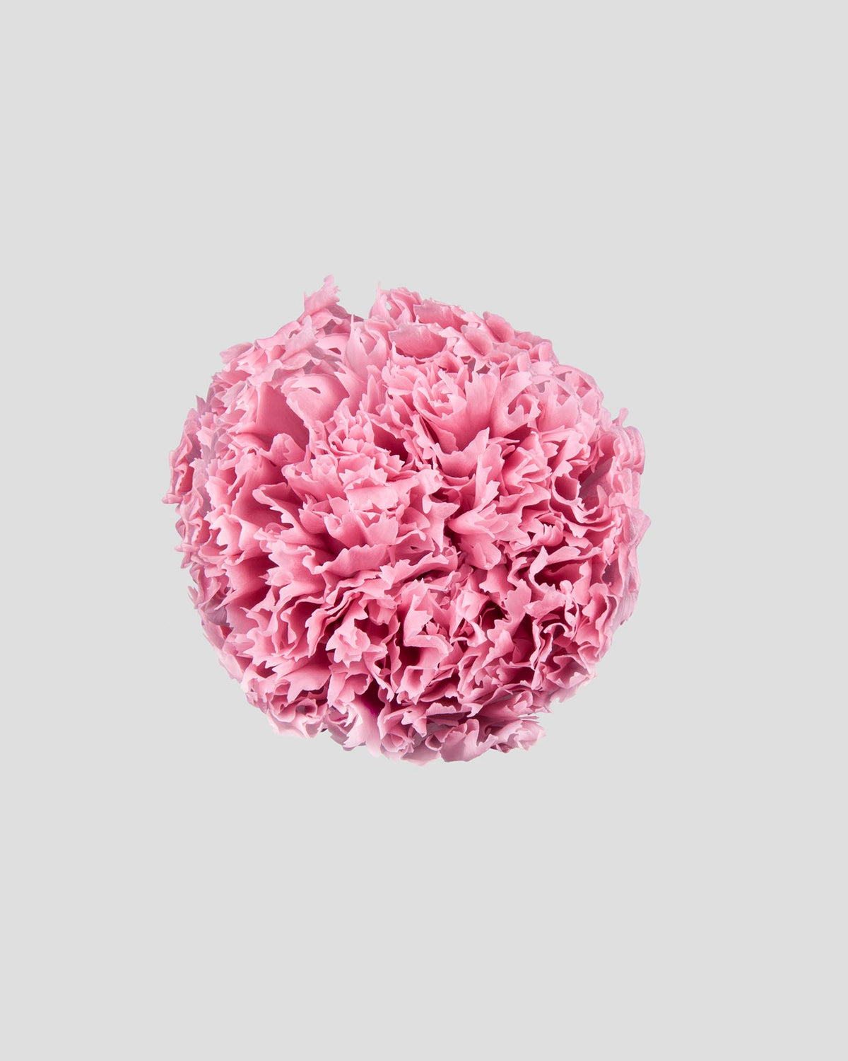 Garofano- 8 fiori | Mauve