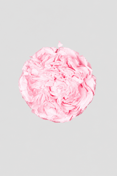 Peonia Pink