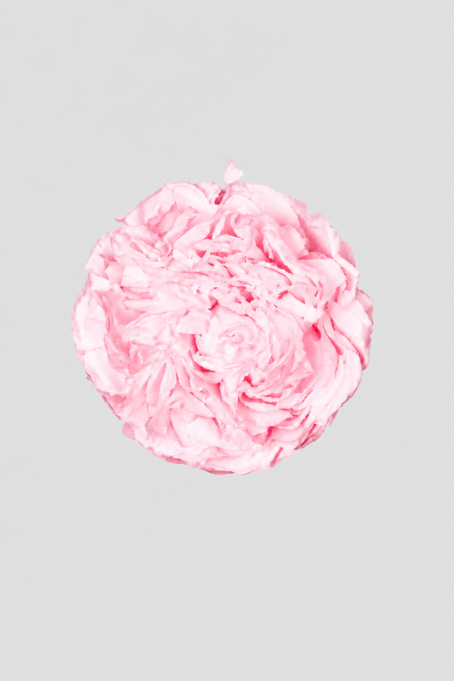 Peonia Pink