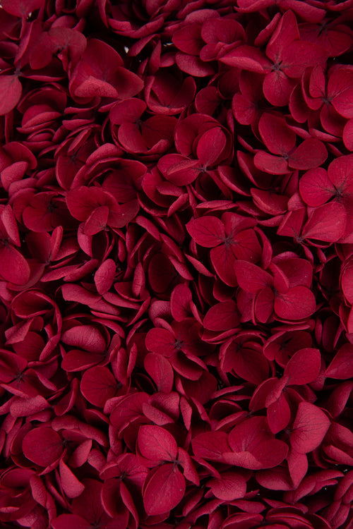 Ortensia Peegee | Red