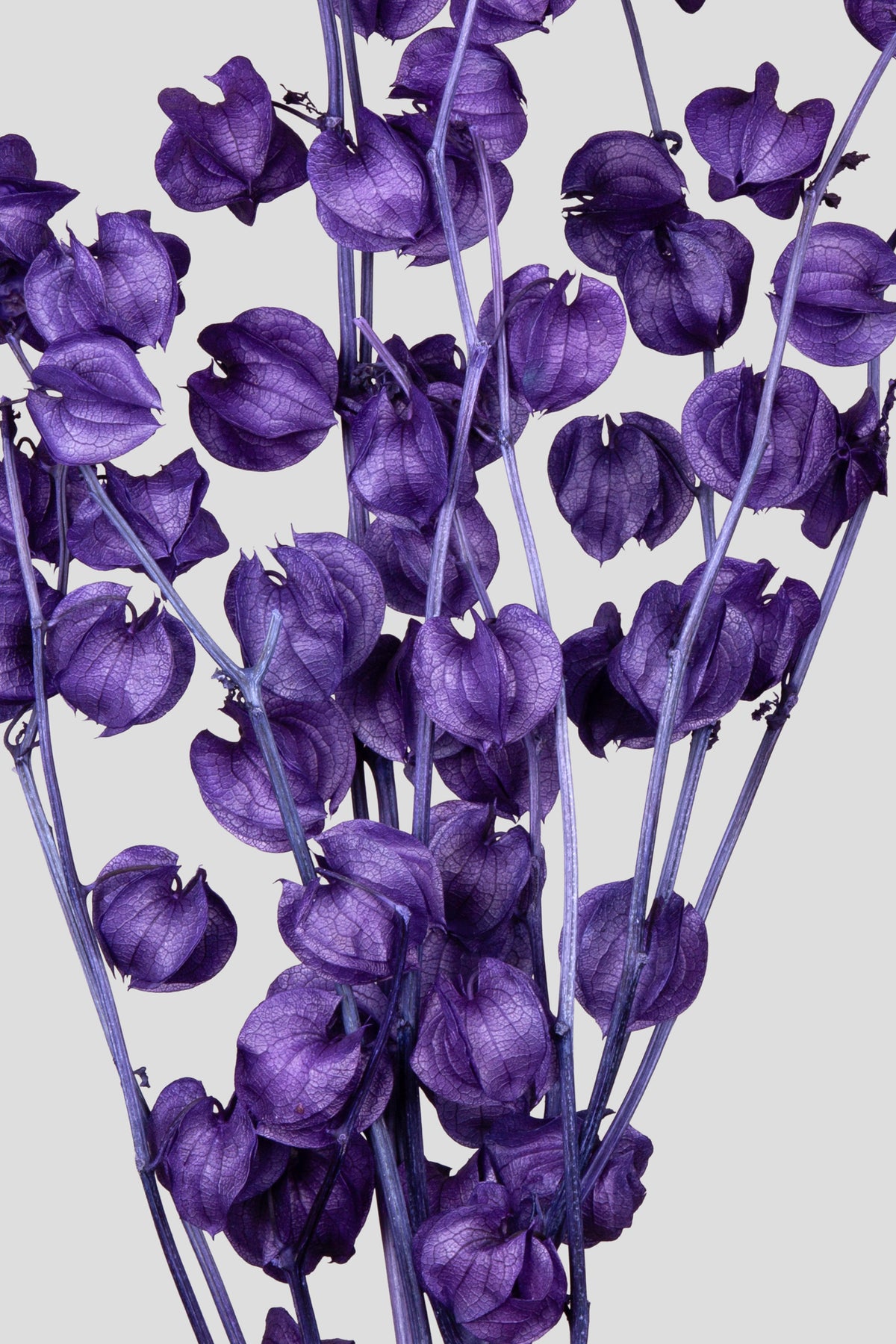 Physalis | Purple