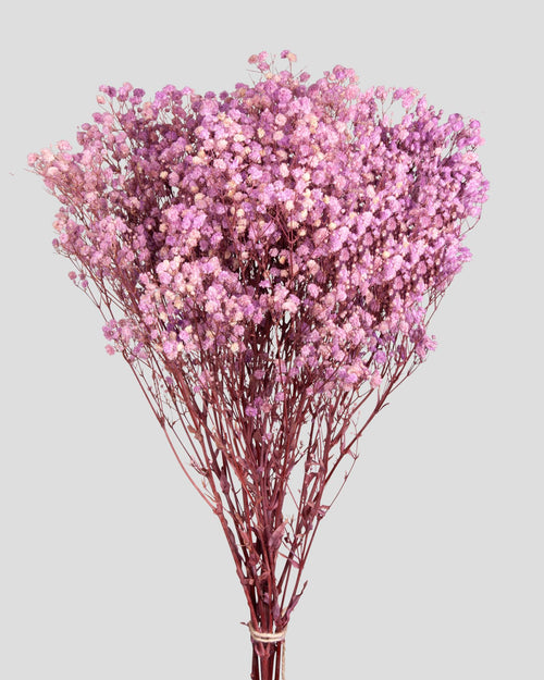 Gypsophila