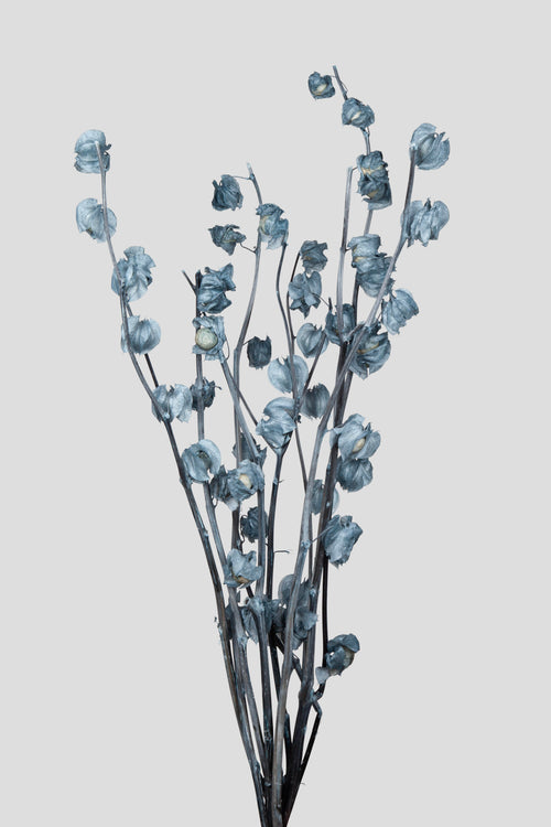 Physalis | Grey Blue