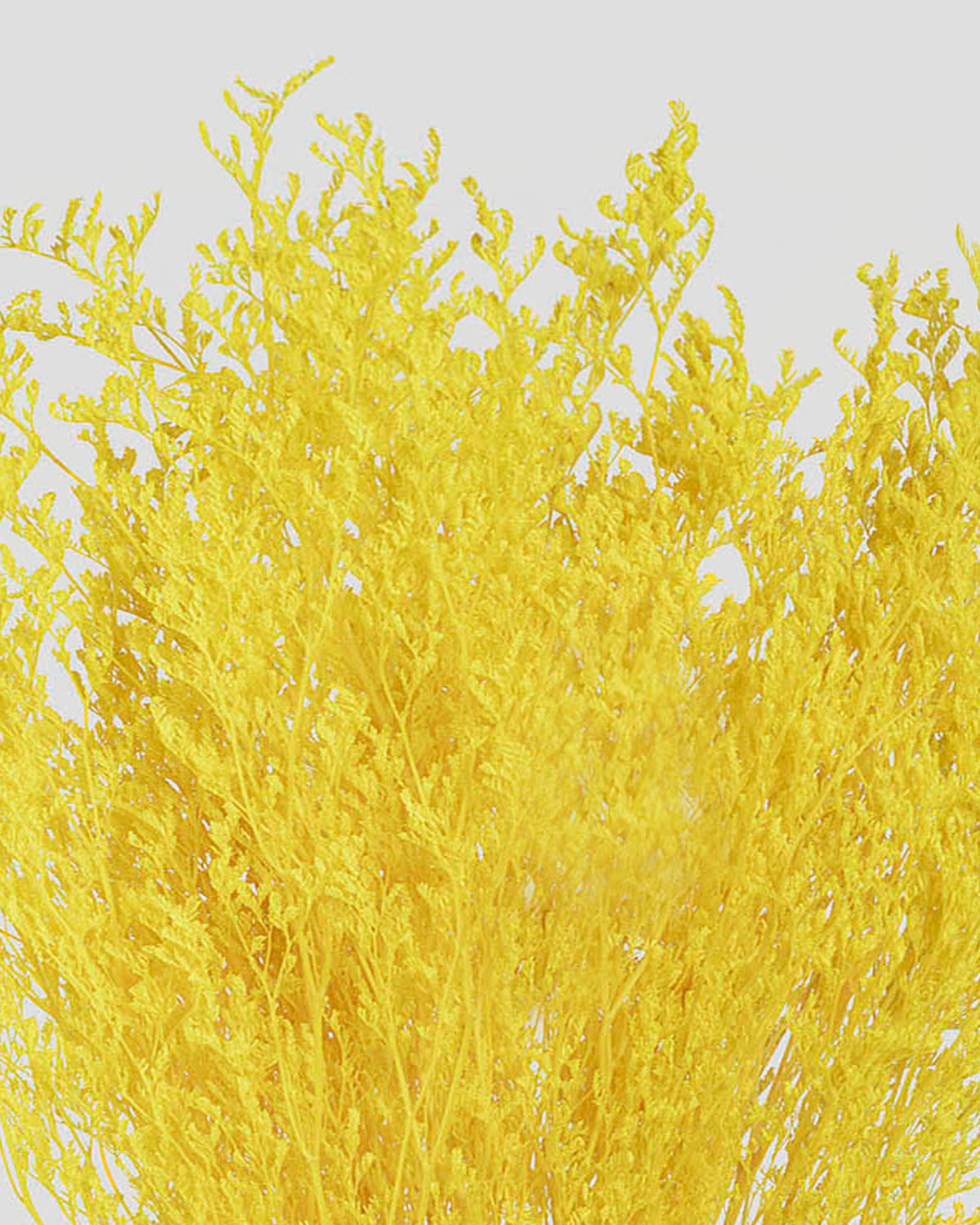 Limonium | Yellow