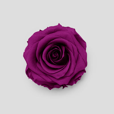 Rosa Plum Purple | Collection Box da 10
