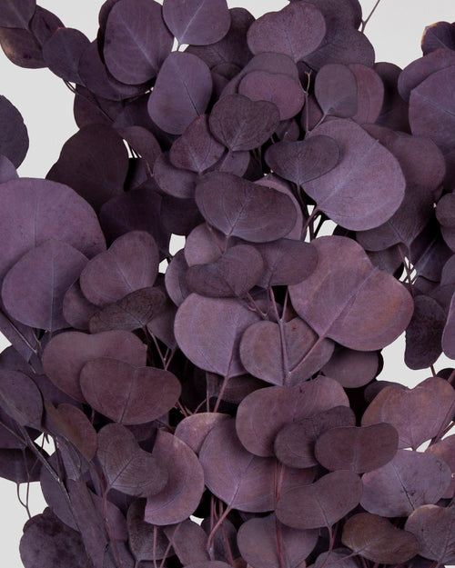 Eucalipto Populus | Grape