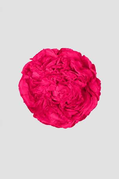 Peonia Magenta