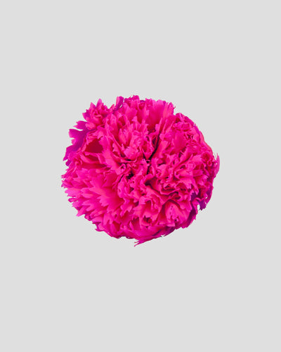 Garofano - 8 fiori | Magenta