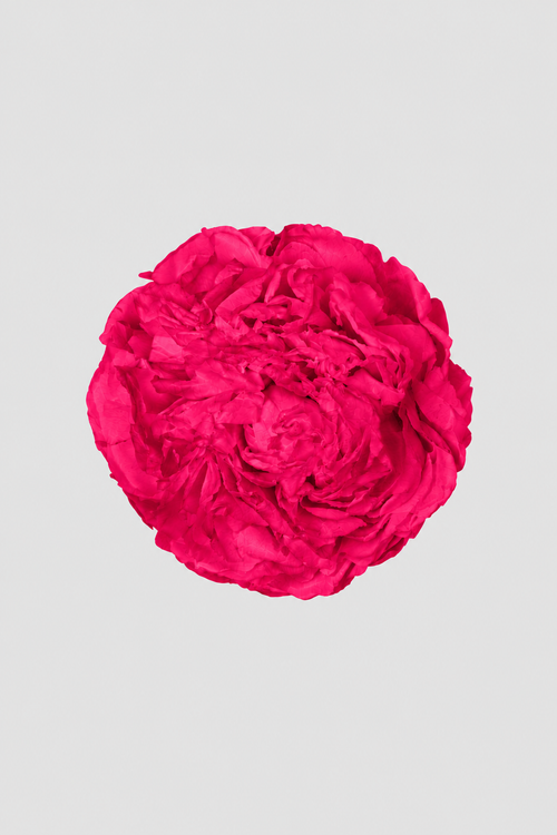 Peony | box of 3