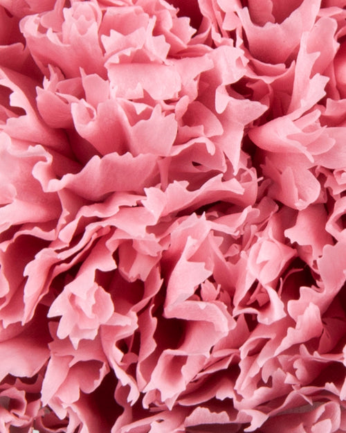 Carnation | box of 6