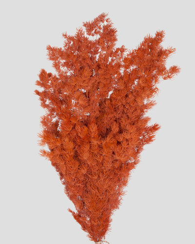 Ming Fern | Orange