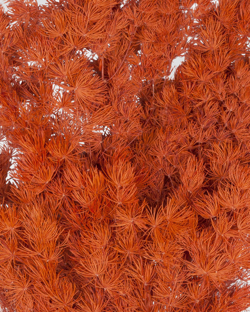 Ming Fern | Orange