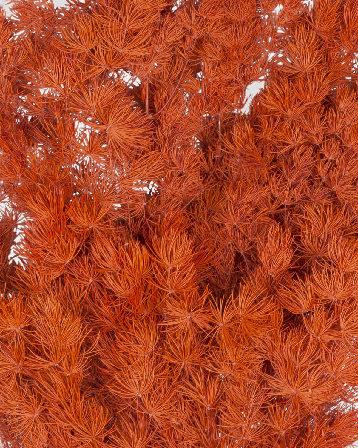 Ming Fern | Orange