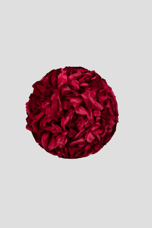 Peonia Red