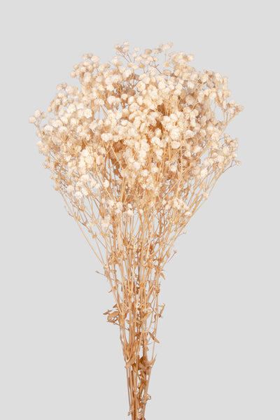 Gypsophila | White