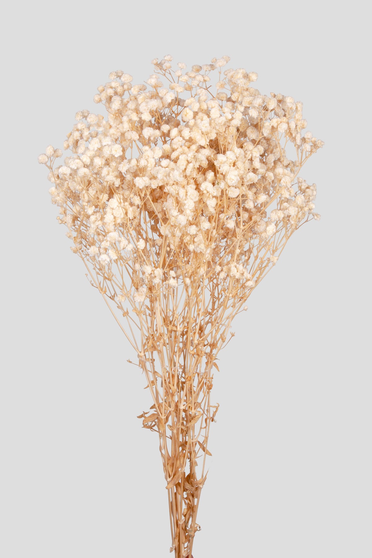 Gypsophila | White
