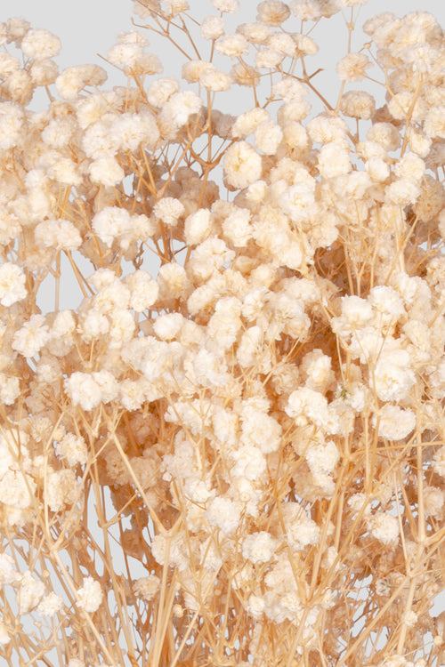 Gypsophila | White