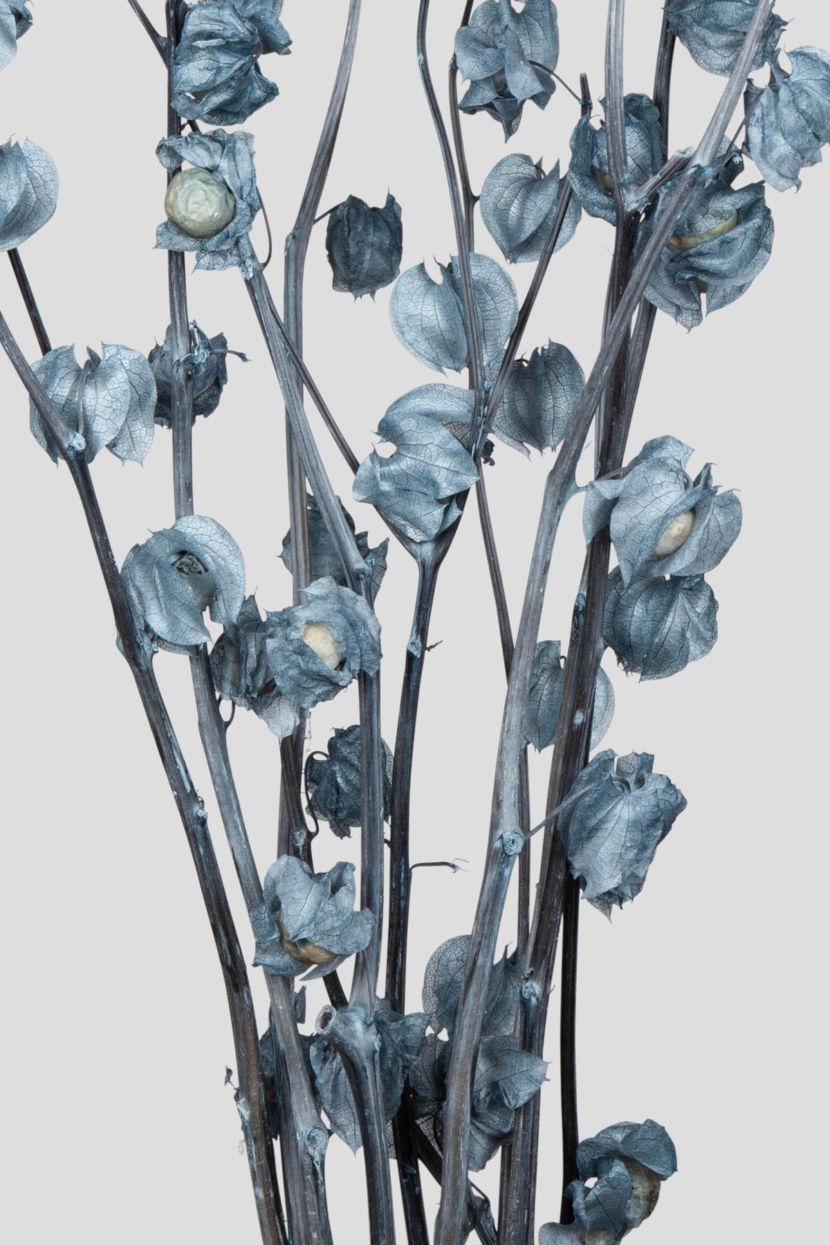Physalis | Grey Blue