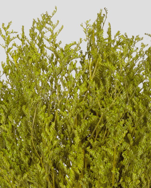 Limonium |  Green