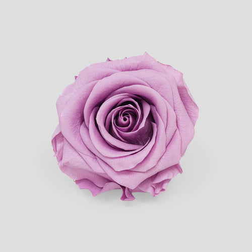 Rosa Lavender | Collection Box da 10