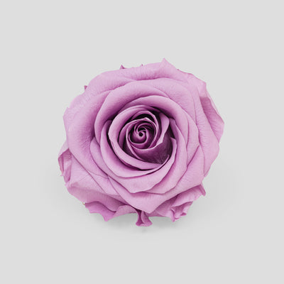 Rosa Lavender | Collection Box da 10