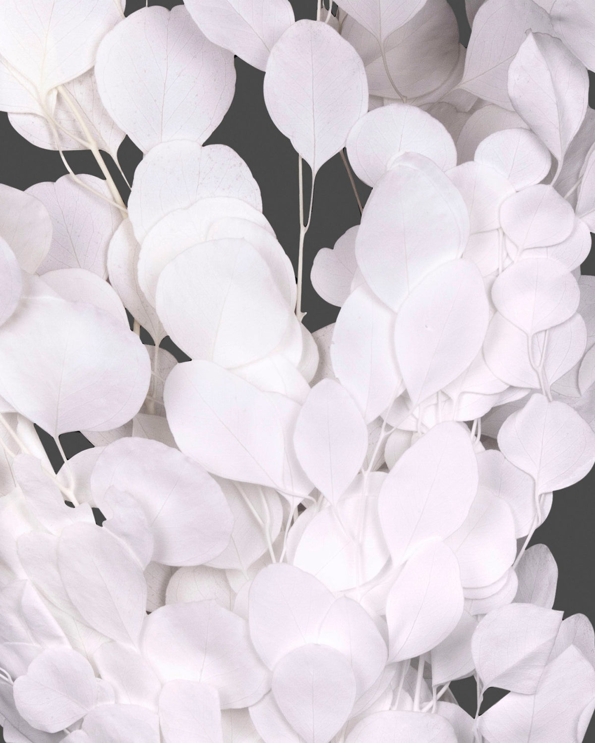 Eucalipto Populus | White