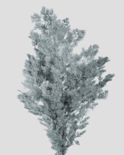 Ming Fern | Grey Blue