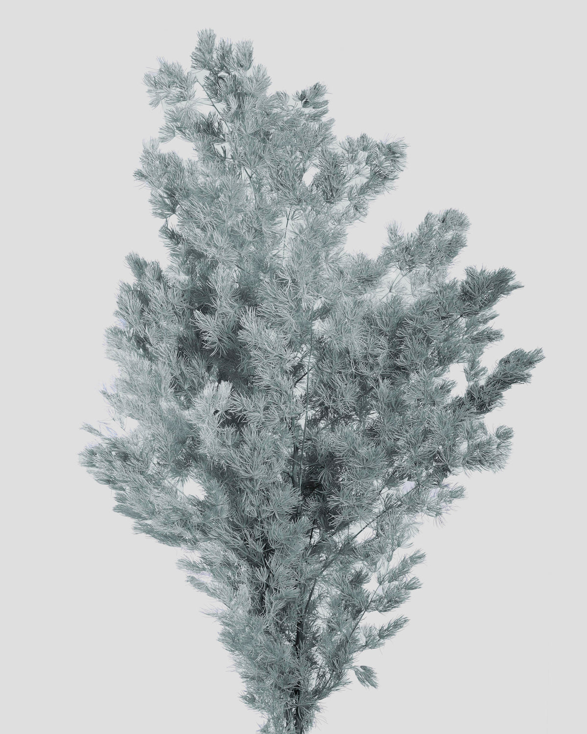 Ming Fern | Grey Blue