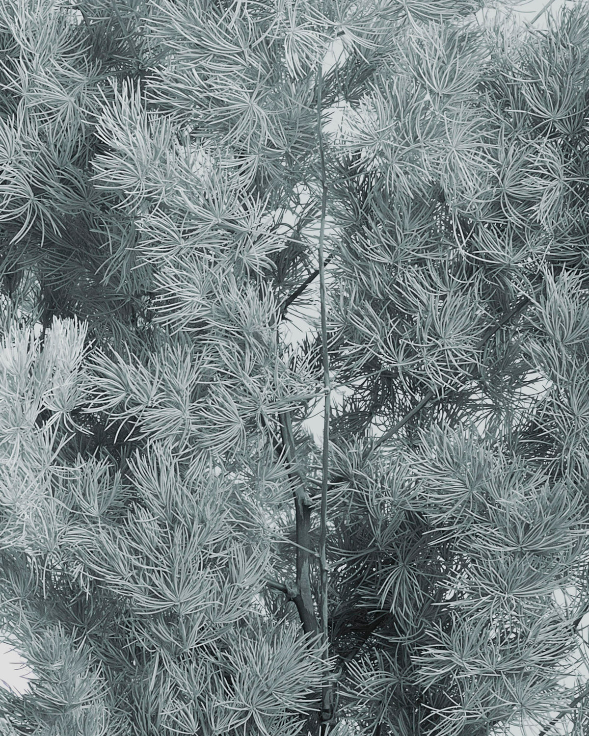 Ming Fern | Grey Blue