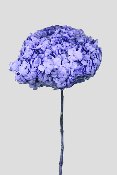 Ortensia Big Leaf | Indigo